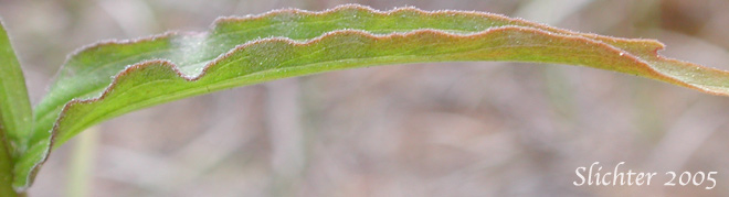 Stem leaf of Harsh Paintbrush: Castilleja hispida var. acuta (Synonyms: Castilleja hispida ssp. acuta, Castilleja taedifera)