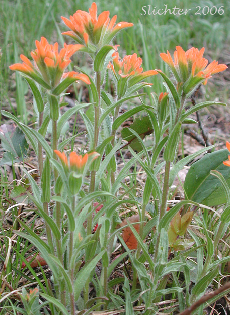 Harsh Paintbrush, Harsh Indian Paintbrush: Castilleja hispida var. hispida (Synonyms: Castilleja angustifolia var. abbreviata, Castilleja angustifolia,var. hispida, Castilleja hispida ssp. abbreviata, Castilleja hispida ssp. hispida)