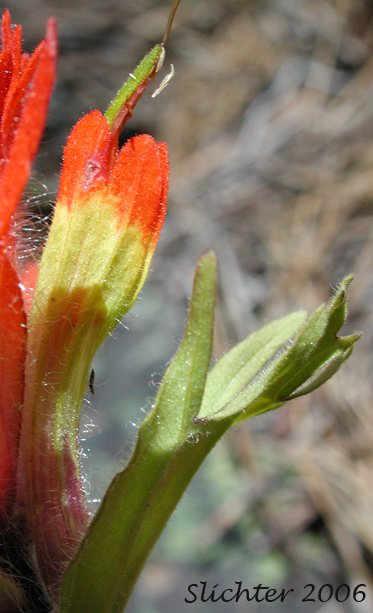 Calyx tube and galea of Harsh Paintbrush: Castilleja hispida ssp. hispida (Synonyms: Castilleja angustifolia var. abbreviata, Castilleja angustifolia var. hispida, Castilleja hispida ssp. abbreviata)