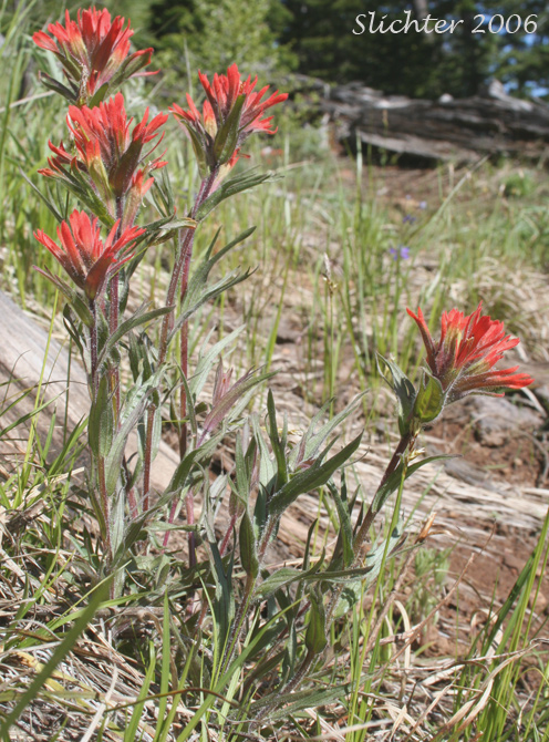 Harsh Paintbrush: Castilleja hispida ssp. hispida (Synonyms: Castilleja angustifolia var. abbreviata, Castilleja angustifolia var. hispida, Castilleja hispida ssp. abbreviata)