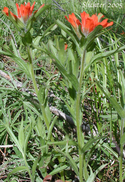 Harsh Paintbrush: Castilleja hispida ssp. hispida (Synonyms: Castilleja angustifolia var. abbreviata, Castilleja angustifolia var. hispida, Castilleja hispida ssp. abbreviata)
