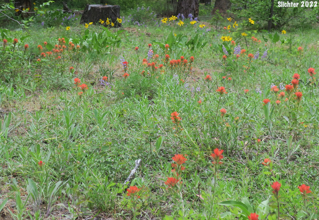 Habitat of Harsh Paintbrush: Castilleja hispida var. hispida (Synonyms: Castilleja angustifolia var. abbreviata, Castilleja angustifolia var. hispida, Castilleja hispida ssp. abbreviata, Castilleja hispida ssp. hipsida)