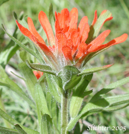 Harsh Paintbrush: Castilleja hispida ssp. hispida (Synonyms: Castilleja angustifolia var. abbreviata, Castilleja angustifolia var. hispida, Castilleja hispida ssp. abbreviata)
