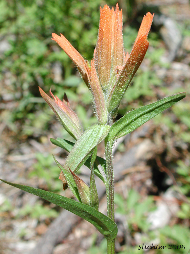 Inflorescence and stem leaves of Common Paintbrush, Scarlet Paintbrush, Scarlet Indian Paintbrush: Castilleja miniata var. miniata (Synonyms: Castilleja affinis, Castilleja affinis ssp. litoralis, Castilleja crispula, Castilleja dixonii, Castilleja miniata var. dixonii, Castilleja miniata ssp. dixonii, Castilleja miniata ssp. miniata, Castilleja pallida var. miniata)