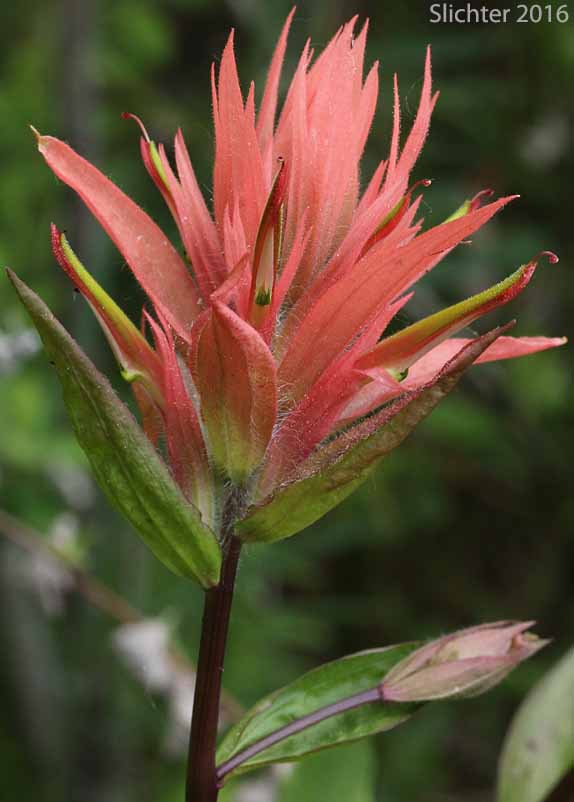 Common Paintbrush, Scarlet Paintbrush, Scarlet Indian Paintbrush: Castilleja miniata var. miniata (Synonyms: Castilleja affinis, Castilleja affinis ssp. litoralis, Castilleja crispula, Castilleja dixonii, Castilleja miniata var. dixonii, Castilleja miniata ssp. dixonii, Castilleja miniata ssp. miniata, Castilleja pallida var. miniata)