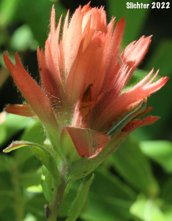 Inflorescence of Common Paintbrush, Scarlet Paintbrush, Scarlet Indian Paintbrush: Castilleja miniata var. miniata (Synonyms: Castilleja affinis, Castilleja affinis ssp. litoralis, Castilleja crispula, Castilleja dixonii, Castilleja miniata var. dixonii, Castilleja miniata ssp. dixonii, Castilleja miniata ssp. miniata, Castilleja pallida var. miniata)