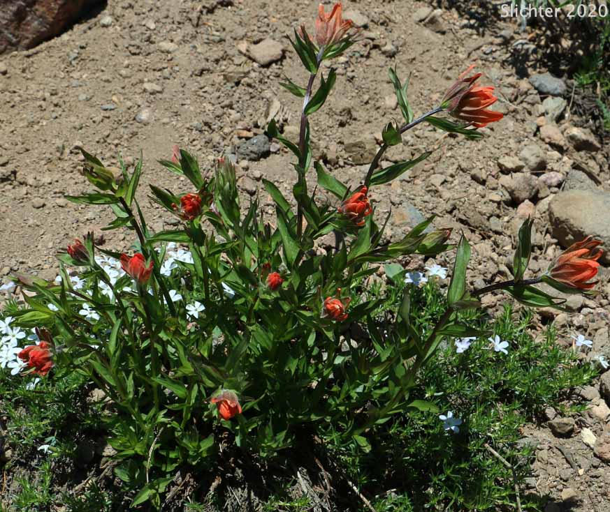 Common Paintbrush, Scarlet Paintbrush, Scarlet Indian Paintbrush: Castilleja miniata var. miniata (Synonyms: Castilleja affinis, Castilleja affinis ssp. litoralis, Castilleja crispula, Castilleja dixonii, Castilleja miniata var. dixonii, Castilleja miniata ssp. dixonii, Castilleja miniata ssp. miniata, Castilleja pallida var. miniata)