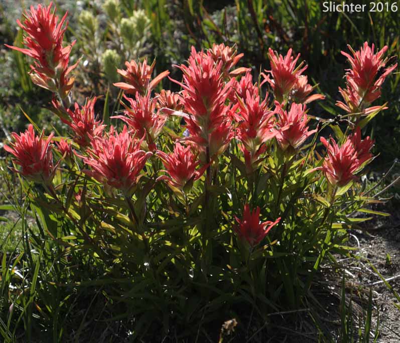 Common Paintbrush, Scarlet Paintbrush, Scarlet Indian Paintbrush: Castilleja miniata var. miniata (Synonyms: Castilleja affinis, Castilleja affinis ssp. litoralis, Castilleja crispula, Castilleja dixonii, Castilleja miniata var. dixonii, Castilleja miniata ssp. dixonii, Castilleja miniata ssp. miniata, Castilleja pallida var. miniata)