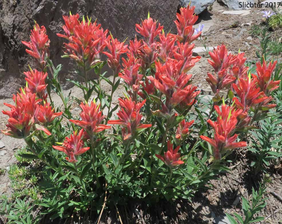Common Paintbrush, Scarlet Paintbrush, Scarlet Indian Paintbrush: Castilleja miniata var. miniata (Synonyms: Castilleja affinis, Castilleja affinis ssp. litoralis, Castilleja crispula, Castilleja dixonii, Castilleja miniata var. dixonii, Castilleja miniata ssp. dixonii, Castilleja miniata ssp. miniata, Castilleja pallida var. miniata)