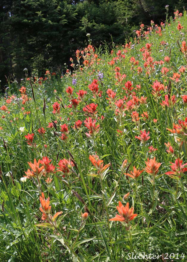 Common Paintbrush, Scarlet Paintbrush, Scarlet Indian Paintbrush: Castilleja miniata var. miniata (Synonyms: Castilleja affinis, Castilleja affinis ssp. litoralis, Castilleja crispula, Castilleja dixonii, Castilleja miniata var. dixonii, Castilleja miniata ssp. dixonii, Castilleja miniata ssp. miniata, Castilleja pallida var. miniata)