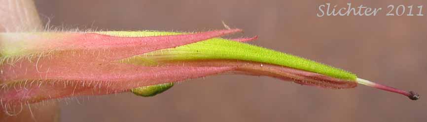 Calyx lobes with protruding galea of Common Paintbrush, Scarlet Paintbrush, Scarlet Indian Paintbrush: Castilleja miniata var. miniata (Synonyms: Castilleja affinis, Castilleja affinis ssp. litoralis, Castilleja crispula, Castilleja dixonii, Castilleja miniata var. dixonii, Castilleja miniata ssp. dixonii, Castilleja miniata ssp. miniata, Castilleja pallida var. miniata)