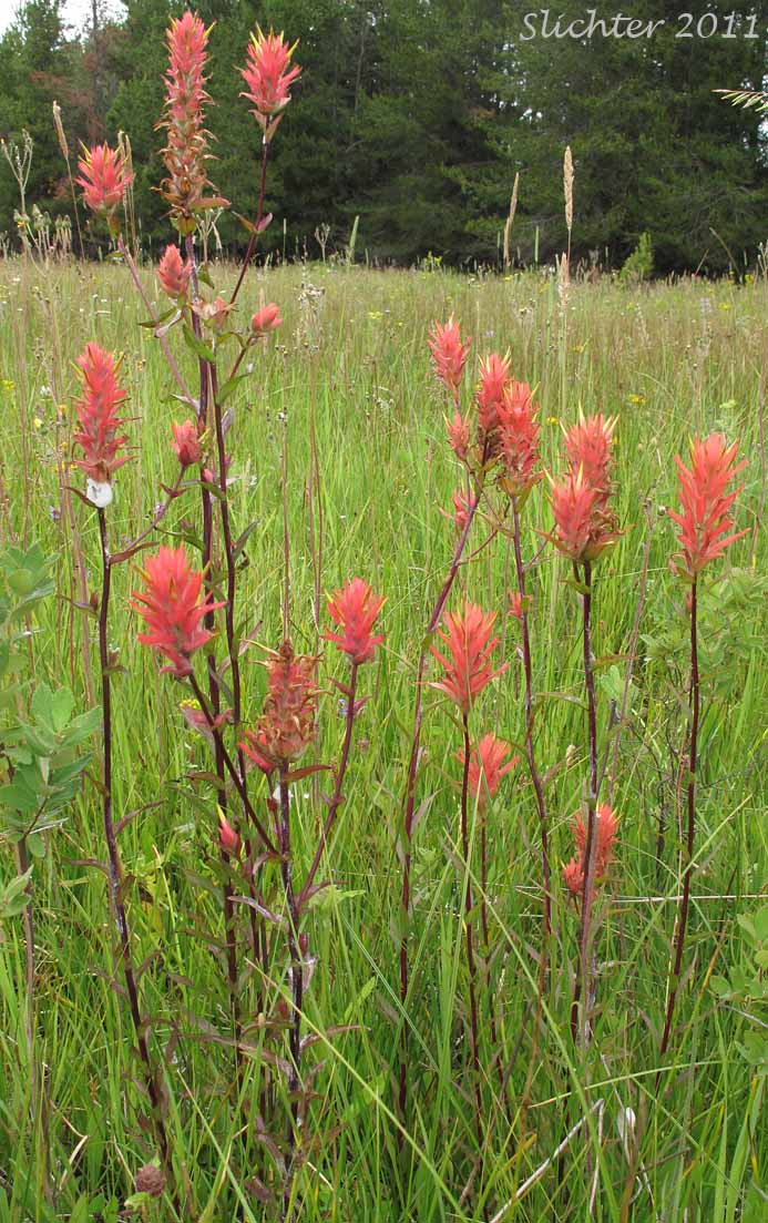 Common Paintbrush, Scarlet Paintbrush, Scarlet Indian Paintbrush: Castilleja miniata var. miniata (Synonyms: Castilleja affinis, Castilleja affinis ssp. litoralis, Castilleja crispula, Castilleja dixonii, Castilleja miniata var. dixonii, Castilleja miniata ssp. dixonii, Castilleja miniata ssp. miniata, Castilleja pallida var. miniata)