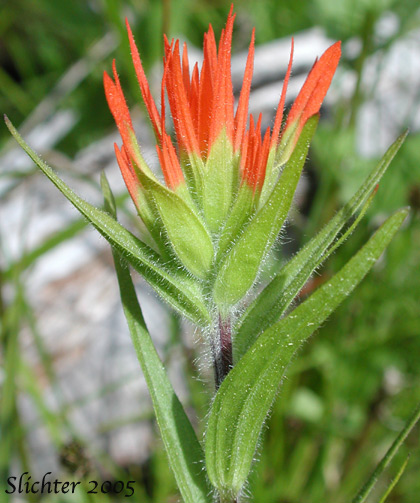 Bog Paintbrush, Suksdorf's Paintbrush, Suksdorf's Indian Paintbrush: Castilleja suksdorfii