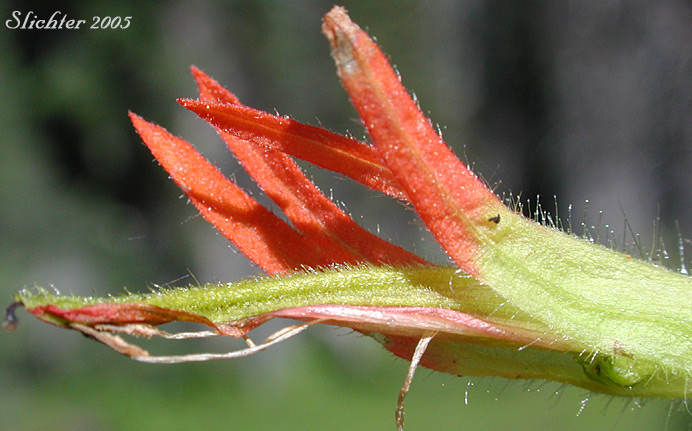 Bog Paintbrush, Suksdorf's Paintbrush, Suksdorf's Indian Paintbrush: Castilleja suksdorfii