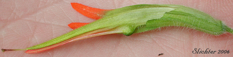Flower of Bog Paintbrush, Suksdorf's Paintbrush, Suksdorf's Indian Paintbrush: Castilleja suksdorfii