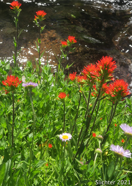 Bog Paintbrush, Suksdorf's Paintbrush, Suksdorf's Indian Paintbrush: Castilleja suksdorfii