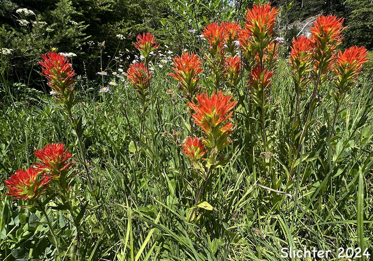 Bog Paintbrush, Suksdorf's Paintbrush, Suksdorf's Indian Paintbrush: Castilleja suksdorfii
