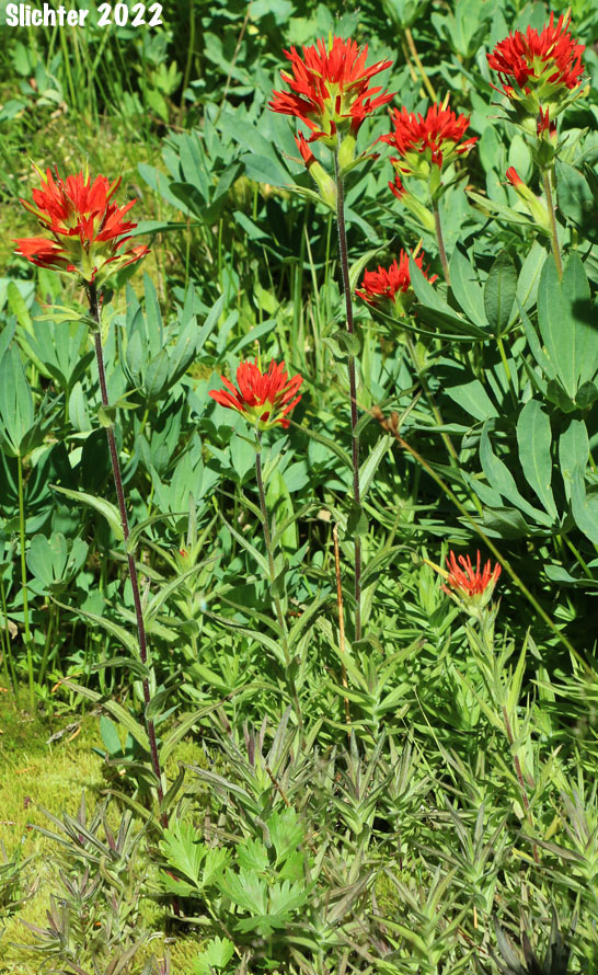 Bog Paintbrush, Suksdorf's Paintbrush, Suksdorf's Indian Paintbrush: Castilleja suksdorfii