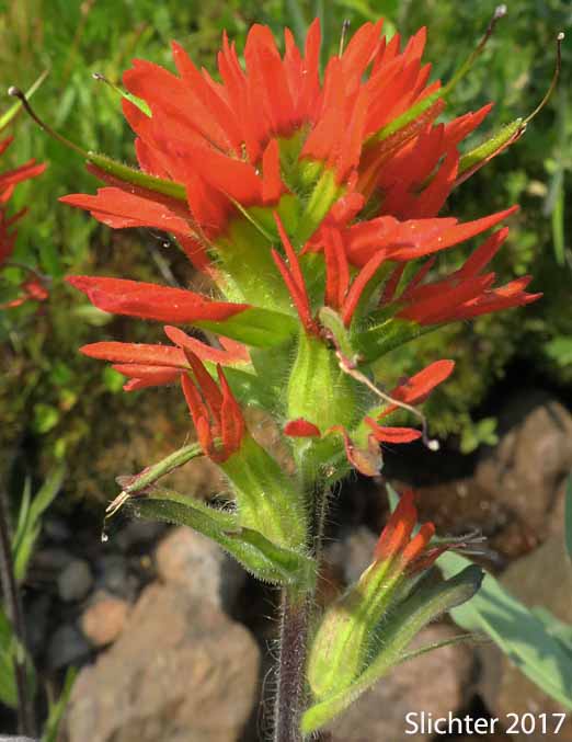 Bog Paintbrush, Suksdorf's Paintbrush, Suksdorf's Indian Paintbrush: Castilleja suksdorfii