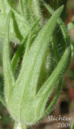 Hairy Indian Paintbrush, Hairy Paintbrush, Hairy Owlclover: Castilleja tenuis (Synonyms: Orthocarpus hispidus, Orthocarpus rarior, Orthocarpus tenuis, Triphysaria hispida)