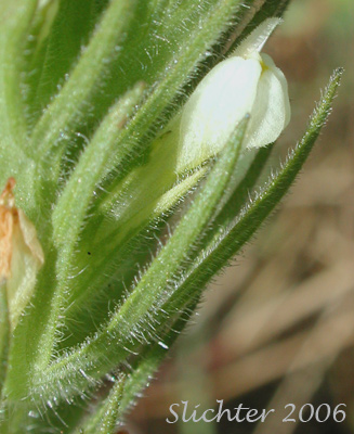 Hairy Indian Paintbrush, Hairy Paintbrush, Hairy Owlclover: Castilleja tenuis (Synonyms: Orthocarpus hispidus, Orthocarpus rarior, Orthocarpus tenuis, Triphysaria hispida)