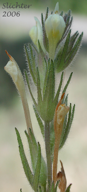 Inflorescence of Hairy Indian Paintbrush, Hairy Paintbrush, Hairy Owlclover: Castilleja tenuis (Synonyms: Orthocarpus hispidus, Orthocarpus rarior, Orthocarpus tenuis, Triphysaria hispida)