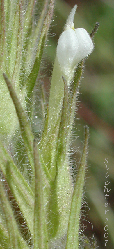 Hairy Indian Paintbrush, Hairy Paintbrush, Hairy Owlclover: Castilleja tenuis (Synonyms: Orthocarpus hispidus, Orthocarpus rarior, Orthocarpus tenuis, Triphysaria hispida)