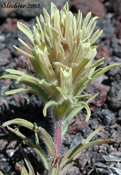 Thompson's Owl Clover, Thompson's Indian Paintbrush, Thompson's Paintbrush: Castilleja thompsonii (Synonym: Castilleja villicaulis)