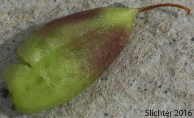 Maturing ovary of Thompson's Owl Clover, Thompson's Indian Paintbrush, Thompson's Paintbrush: Castilleja thompsonii (Synonym: Castilleja villicaulis)