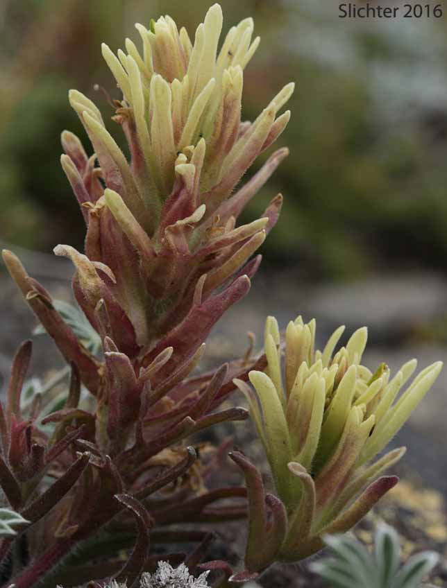 Thompson's Owl Clover, Thompson's Indian Paintbrush, Thompson's Paintbrush: Castilleja thompsonii (Synonym: Castilleja villicaulis)