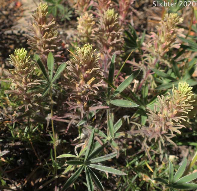 Thompson's Owl Clover, Thompson's Indian Paintbrush, Thompson's Paintbrush: Castilleja thompsonii (Synonym: Castilleja villicaulis)