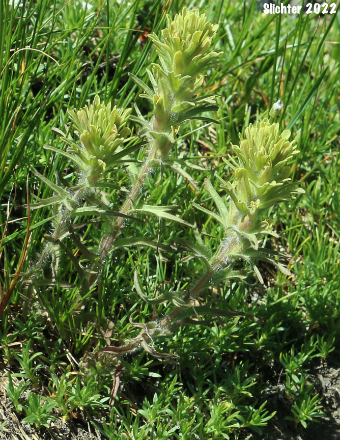 Thompson's Owl Clover, Thompson's Indian Paintbrush, Thompson's Paintbrush: Castilleja thompsonii (Synonym: Castilleja villicaulis)