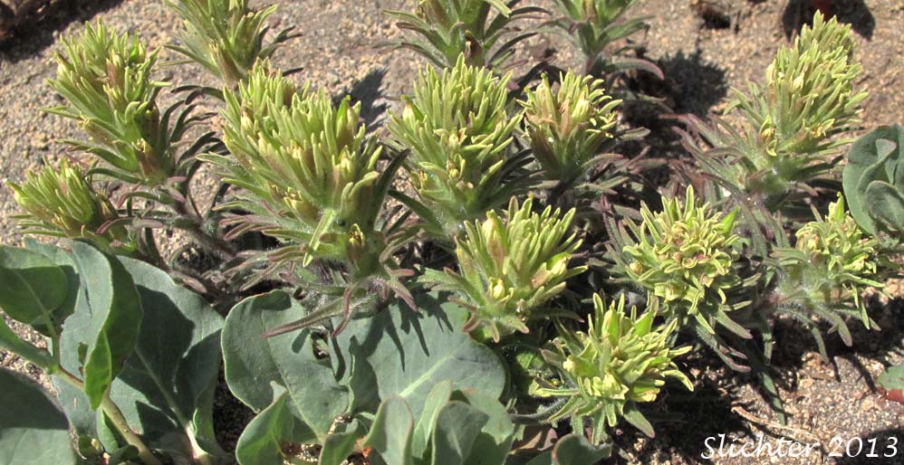 Thompson's Owl Clover, Thompson's Indian Paintbrush, Thompson's Paintbrush: Castilleja thompsonii (Synonym: Castilleja villicaulis)