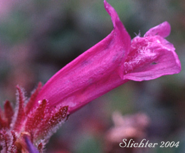 Davidson's Penstemon, Davidson's Beardtongue: Penstemon davidsonii var. davidsonii (Synonym: Penstemon menziesii ssp. davidsonnii)