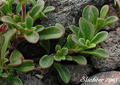 Davidson's Penstemon, Davidson's Beardtongue: Penstemon davidsonii var. davidsonii (Synonym: Penstemon menziesii ssp. davidsonnii)