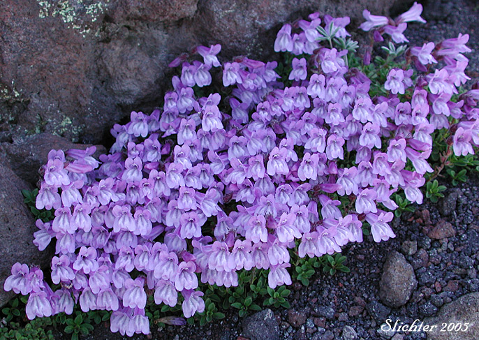 Davidson's Penstemon, Davidson's Beardtongue: Penstemon davidsonii var. davidsonii (Synonym: Penstemon menziesii ssp. davidsonnii)