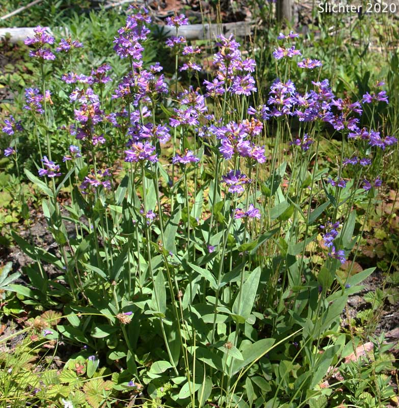 Glaucous Penstemon, Glaucous Beardtongue: Penstemon euglaucus
