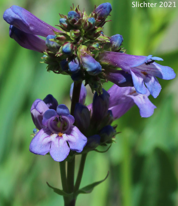 Glaucous Penstemon, Glaucous Beardtongue: Penstemon euglaucus