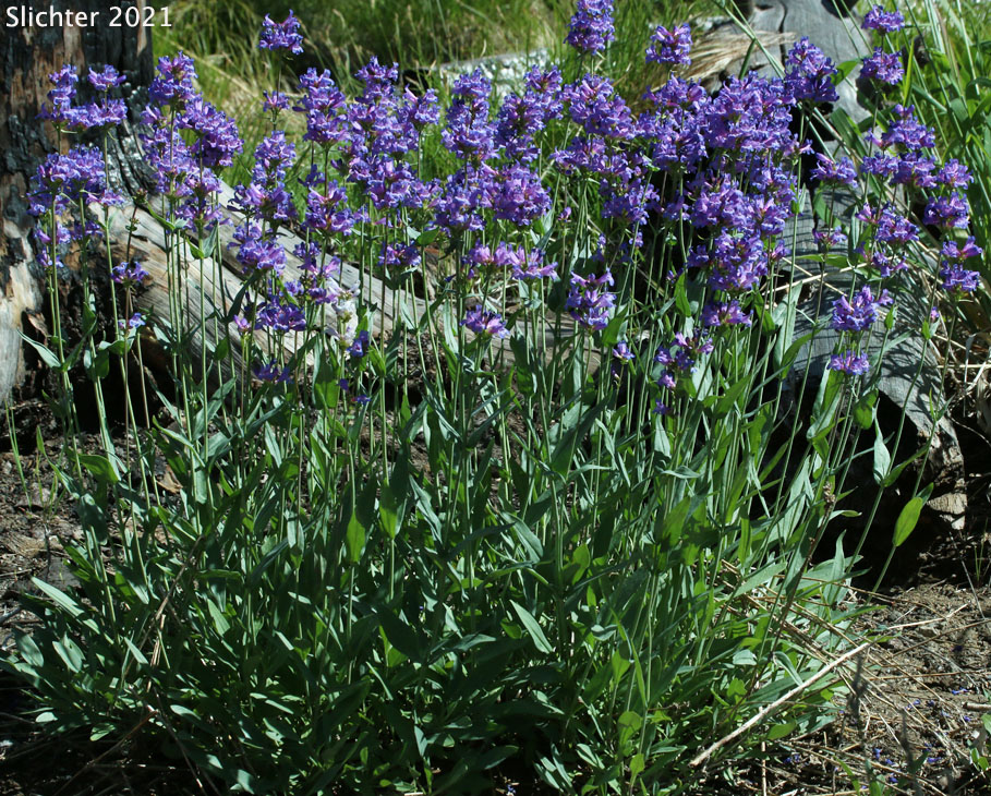 Glaucous Penstemon, Glaucous Beardtongue: Penstemon euglaucus