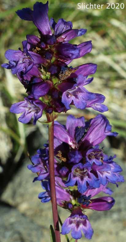 Inflorescence of Glaucous Penstemon, Glaucous Beardtongue: Penstemon euglaucus