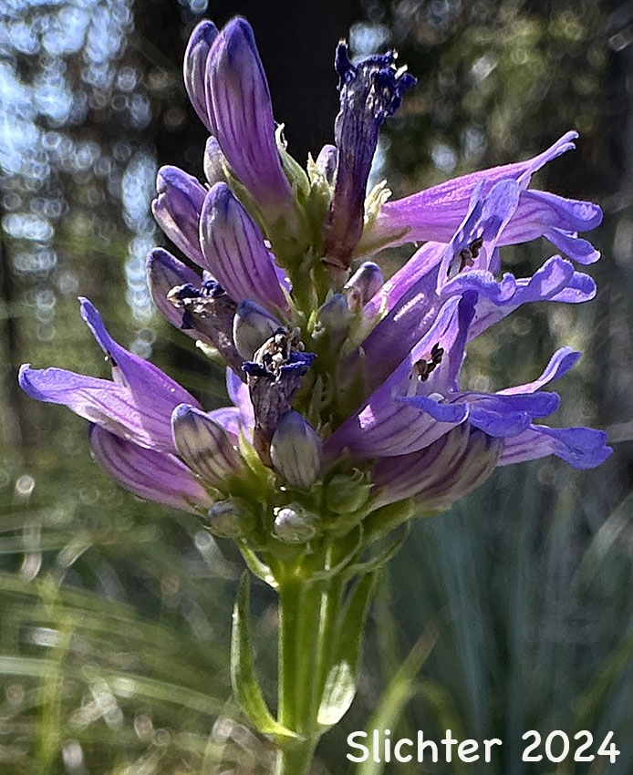 Inflorescence of Glaucous Penstemon, Glaucous Beardtongue: Penstemon euglaucus