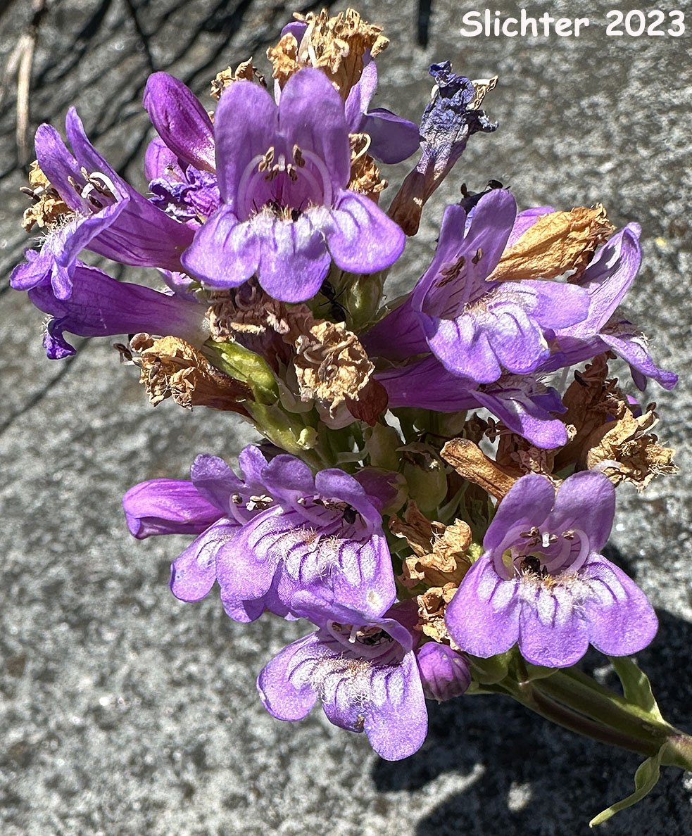 Glaucous Penstemon, Glaucous Beardtongue: Penstemon euglaucus