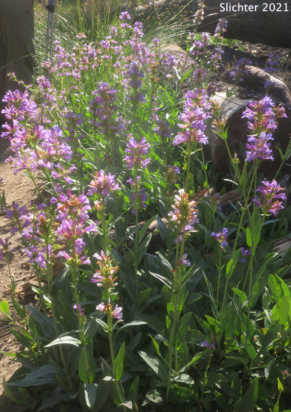 Glaucous Penstemon, Glaucous Beardtongue: Penstemon euglaucus