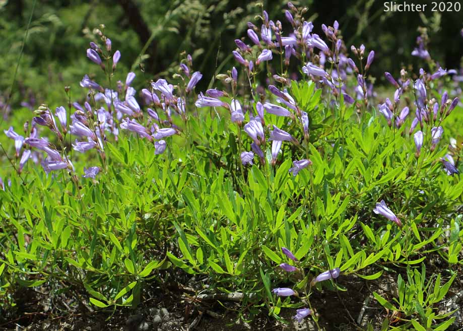 Bush Penstemon, Shrubby Penstemon: Penstemon fruticosus var. fruticosus (Synonym: Penstemon fruticosus ssp. fruticosus)