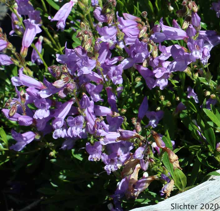 Bush Penstemon, Shrubby Penstemon: Penstemon fruticosus var. fruticosus (Synonym: Penstemon fruticosus ssp. fruticosus)