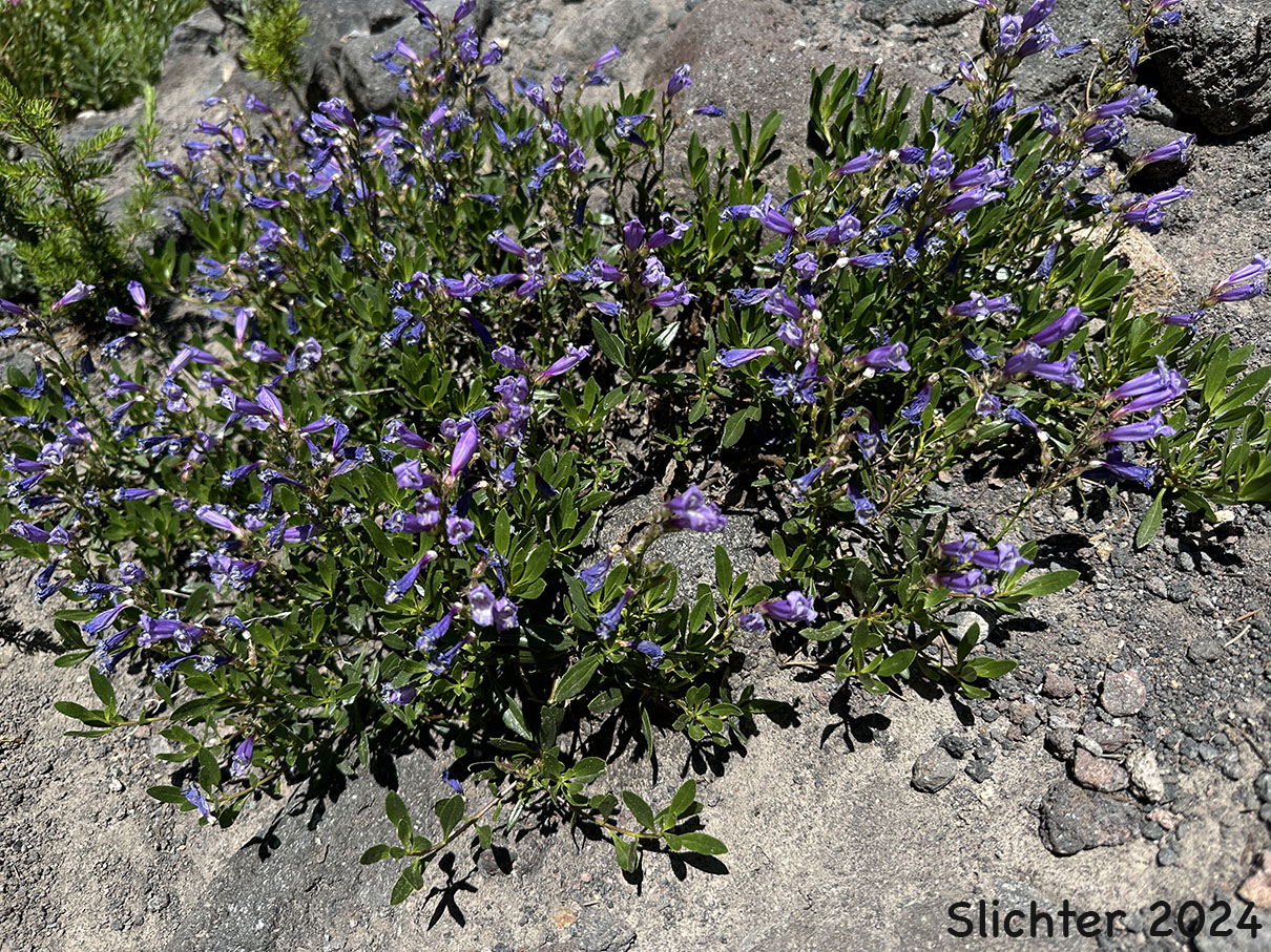 Bush Penstemon, Shrubby Penstemon: Penstemon fruticosus var. fruticosus (Synonym: Penstemon fruticosus ssp. fruticosus)