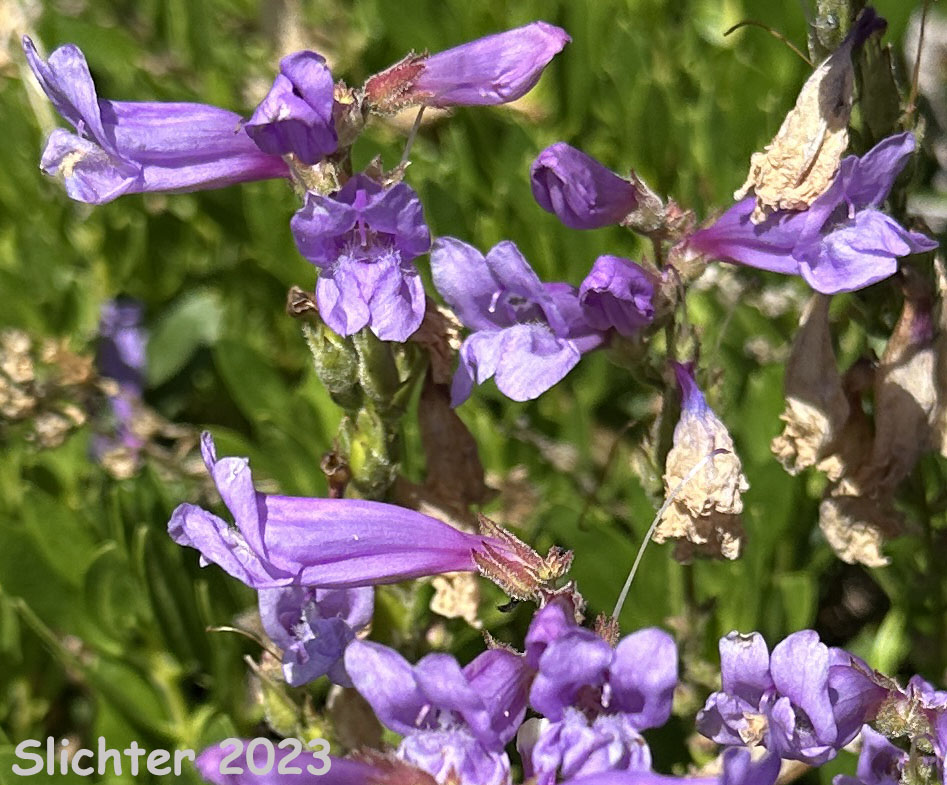 Bush Penstemon, Shrubby Penstemon: Penstemon fruticosus var. fruticosus (Synonym: Penstemon fruticosus ssp. fruticosus)
