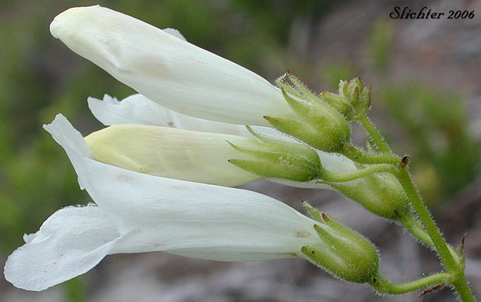 White-flowered form of Bush Penstemon, Shrubby Penstemon: Penstemon fruticosus var. fruticosus (Synonym: Penstemon fruticosus ssp. fruticosus)