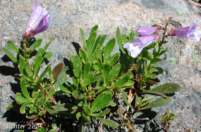 Bush Penstemon, Shrubby Penstemon: Penstemon fruticosus var. fruticosus (Synonym: Penstemon fruticosus ssp. fruticosus)