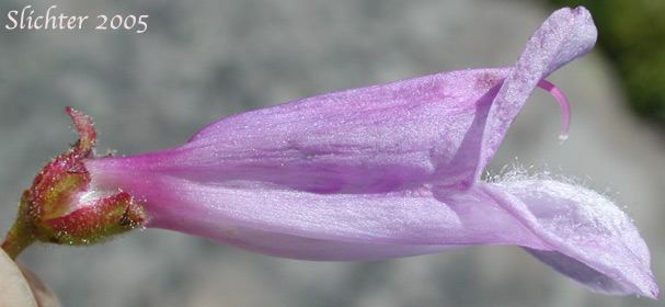 Close-up sideview of a flower of Bush Penstemon, Shrubby Penstemon: Penstemon fruticosus var. fruticosus (Synonym: Penstemon fruticosus ssp. fruticosus)